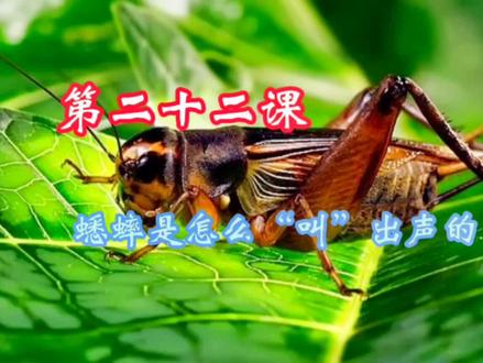 第二十二课,你知道蟋蟀是怎么鸣叫的吗?#昆虫世界 #儿童科普知识 #科普 #宝妈#宝爸
