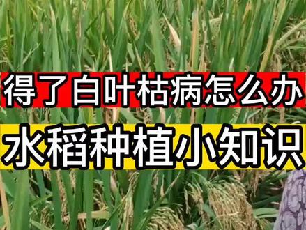 #农业种植 #水稻种植 #病虫害防治 水稻得了白叶枯病如何防治(二)