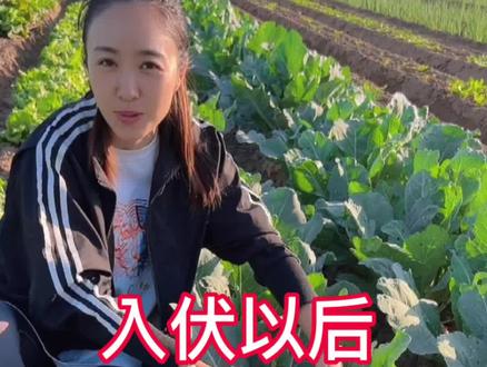 伏天里刮风好不好?不同风向有代表着什么?四句农业谚语告诉你#三农 #聚焦三农服务三农 #农业谚语 @DOU+小助手 @DOU+上热门