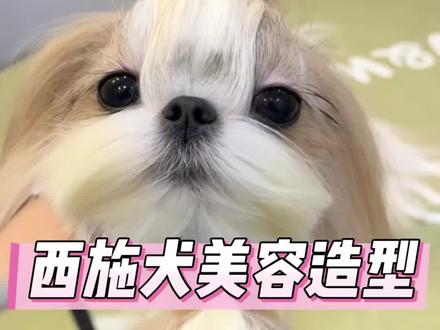 西施扇形嘴教程来啦 热门造型,有手就会!#西施犬美容 #宠物美容教程 #西施犬造型 #西施犬 #马尔济斯造型