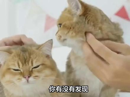 猫为什么会舔人头发?揭秘!猫咪为啥爱舔你头发?背后原因暖哭了 #猫为什么会舔人头发 #养猫新手