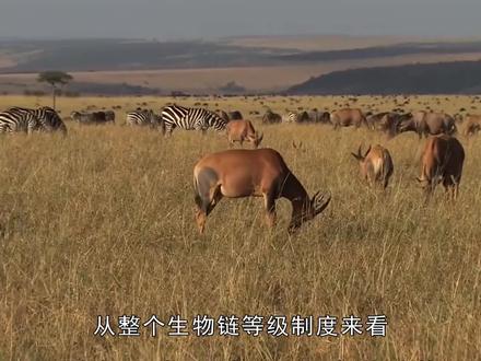 人类为啥吃食草动物的肉,却几乎不吃食肉动物,只是因为不好吃? #科普一下 #野生动物 #看世界