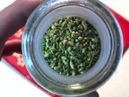 国画工笔重彩-植物色“槐花”#颜料 #国画 #别拽我我是艺术家 #上热门 @DOU+小助手 @抖音小助手