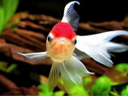 这是谁家的观赏鱼 这是谁家的观赏鱼啊 这是谁家的观赏鱼英语 抖音 这是谁家的观赏鱼 这是谁家的观赏鱼啊 这是谁家的观赏鱼英语 抖音