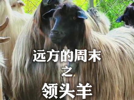 山间夕阳下有两个影子,一个是牧羊人,一个是领头羊#乡村守护人 #乡村守护人2023 #黑山羊 #原生态养殖 #畜牧业