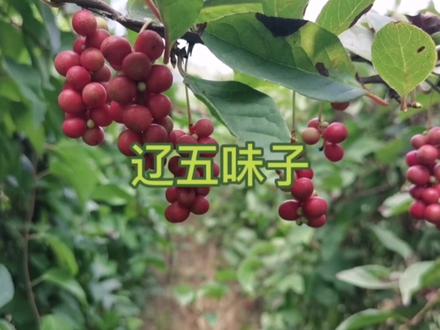 药用为主的辽五味子,你见过吗?#硕果累累 #大自然的馈赠 #优质农产品 #中药材种植 #新农人2022乡村振兴