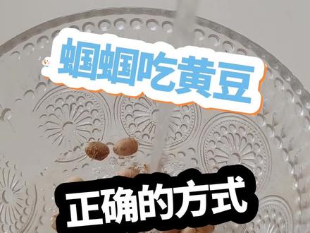 人工繁殖蝈蝈#好蝈蝈在这里 #蝈蝈#蝈蝈罐