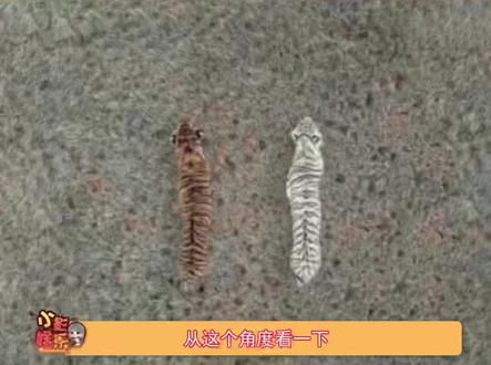 从这个角度看一下就明白了为什么古代老虎又称大虫