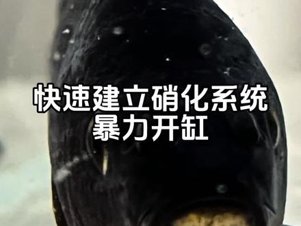 暴力开缸。硝化细菌建立#新手养鱼