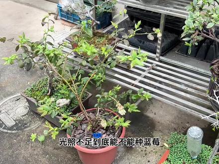 光照不足能种好蓝莓吗?缺光照种植测试的更新视频来了#蓝莓#蓝莓苗#蓝莓种植#蓝莓熟了#米禾园艺
