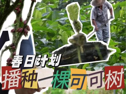 做巧克力的可可豆也是可可树种子!