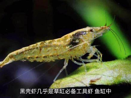 黑壳虾的作用及不死秘诀