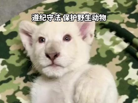 这些奇特的白化动物,你都见过吗?#科普 #白化动物 #神奇动物在抖音 #保护野生动物