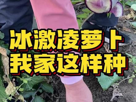 怎么种植萝卜才好吃?冰激凌水果萝卜,我家这样种#冰激凌萝卜 #萝卜种植 #立冬拔萝卜 #冬吃萝卜 #乡村守护人 立冬拔的萝卜,已经入库啦!