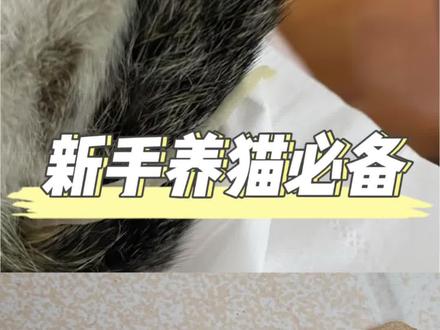 绦虫的预防与治疗!#科学养宠攻略 #养猫人#养猫新手