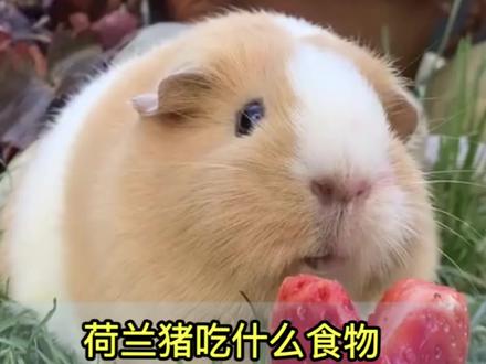 荷兰猪豚鼠吃什么。和安荷兰猪吃什么食物#荷兰猪 #荷兰猪豚鼠