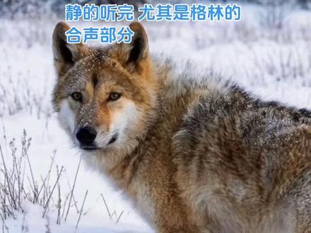 重返狼群片尾曲完整版来喽!
亦风的女儿为格林写的
跟我一起安静的听完,嘘🤫……#重返狼群片尾曲 #重返狼群背后的故事 #重返狼群电影 #重返狼群格林