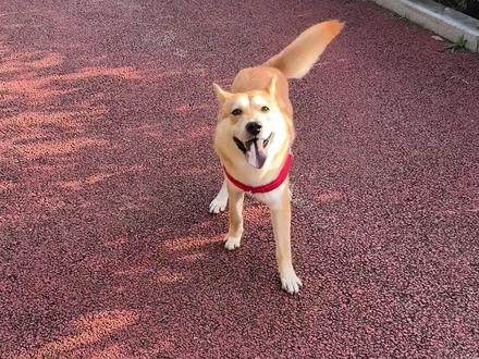 不知道有人或者有狗的时候,还行不行,哈哈哈#大黄 #中华田园犬