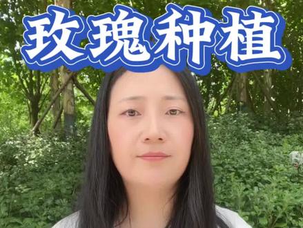 玫瑰扦插就三步,生根快,成活率高#玫瑰 #玫瑰种植 #玫瑰种植基地 #玫瑰扦插 #玫瑰种植技术
