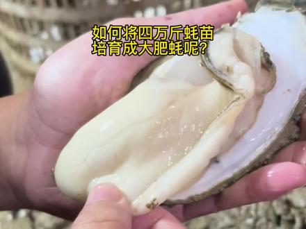 如何将四万斤蚝苗培育成大肥蚝呢?#生蚝 #牡蛎