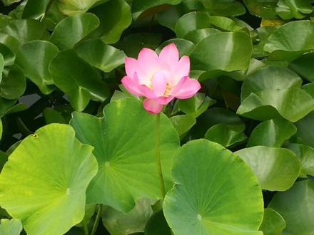 教你如何注销企业号 手把手教你如何解除企业号“商业化”认证,成功注销企业号。
大家在经营自己的账号时可能会遇到各种问题,比如流量不好,经营策略调整等,那么就会面临账号取舍的问题。郑重提醒:企业号注销是不可逆的,没有后悔的机会,三思而后行!!!
----------又启·分隔线---------
①我仅以个人经历做经验分享给大家。不做账号营销,不谋利。不代操作,因为没时间,也为避嫌。
②用手机的话,需要把手机浏览器调成电脑模式,需要有一定的操作经验。我建议还是老老实实借个电脑用。
③评论区打广告的,朋友们请谨慎鉴别。发这个视频的初衷就是为了让大家能够明白,少走冤枉路,少花冤枉钱。
#企业号 #手把手教学 #企业号注销 #企业号认证 #商业化