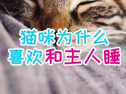 猫咪为什么喜欢和主人睡 #猫咪 #萌宠 #铲屎官的乐趣 #治愈猫咪