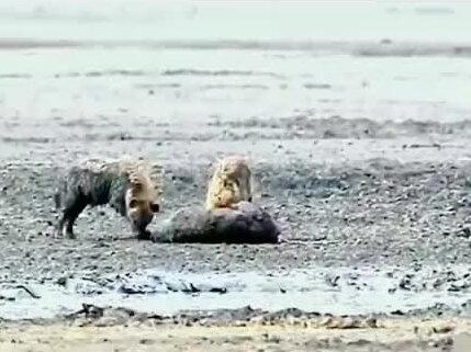 鬣狗啃食同类 #野生动物零距离 #鬣狗