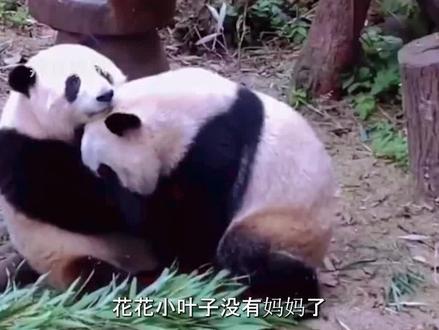花花小叶子没有妈妈了,大熊猫成功于9.3离世,伟大一生共孕育9子#花花 #熊猫成功 #和叶 #热门 #娱乐