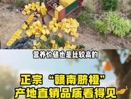 赣南脐橙,自然香甜。这是赣南脐橙三大核心产区之一的赣州市信丰县,产地直发,新鲜看得见!11月11日-15日,锁定新华社三农直播间,将这份江西美味直接送到家!#赣南脐橙 #橙子 #丰收的喜悦 #地理标志产品