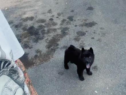 #中华田园犬 #我家的小土狗 #五黑犬 #土狗#土松犬
小狗到家怎么培养唤回?视频告诉你