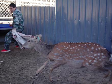 敲鹿角帽不容易啊,差点被鹿踢了!