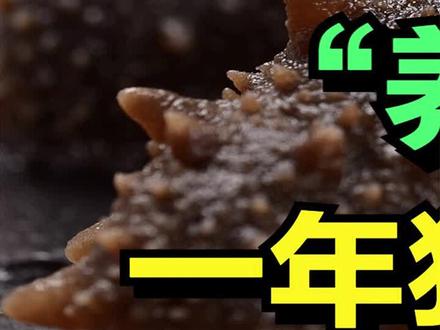 大叔利用大自然的力量,养殖海参,一年狂赚5000万元!#三农 #致富 #创业 #海参 #海参养殖