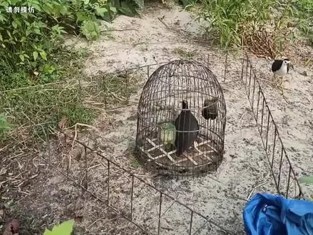 外国小伙媳妇要生了,抓只水鸡补补身体,万万没想到…#神奇动物在抖音 #科普 #国外合法狩猎 #户外 #动物世界