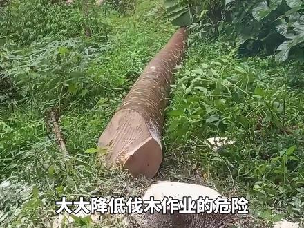 伐木安全技巧,大大降低作业危险,野外伐木基本都会采用这套操作 #三农#乡村生活 #涨知识 #伐木
