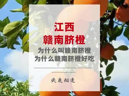 这里的脐橙为什么叫赣南脐橙?赣南脐橙为什么好吃? #赣南脐橙