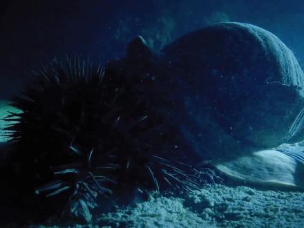 巨大的海螺竟然能吃掉棘冠海星 #海洋 #海洋生物 #海底世界
