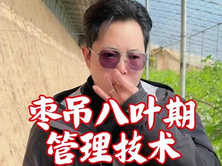 枣吊八叶期是对环境条件最为敏感的时期,因此在温度湿度管理过程中一定要做到平稳平衡