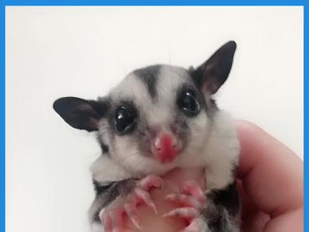 会飞会卖萌的网红宠物老鼠#萌宠 #动物世界 #神奇动物在抖音 #萌宠出道计划 #治愈