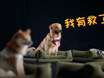 留步!铲屎官~一场很狗的发布会来了 #顾家家居 #顾家整家定制