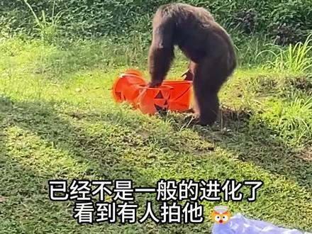 工作人猿又开始了#动物成精 #动物的迷惑行为