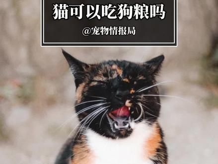 猫可以吃狗粮吗#网易天成兔肉猫粮 #网易严选猫粮 #兔肉猫粮 #冻干猫粮 #猫粮测评