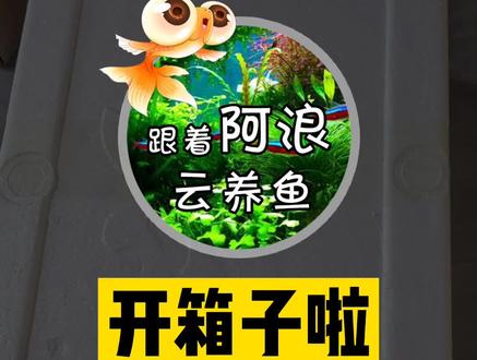 #圣塔伦月亮宝石 #圣塔伦鱼粮宝石鱼 #黄腹月亮宝石 #南美鱼 #食土鲷 #关刀鱼 有多少养过食土鲷的我看看