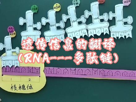 遗传信息的翻译过程 #科技小制作 #物理模型 #高中生物 #遗传信息的翻译