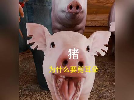 农场冷知识+野猪抓捕妙招,小猪剪耳断尾不残忍,陷阱是重头戏 #科普 #知识分享