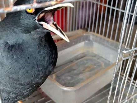 八哥怕人不上手怎么解决?#八哥鸟 #养鸟经验分享 #神奇动物在抖音 #信鸽赛鸽