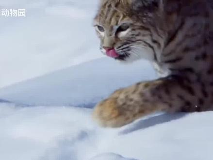猞猁的战斗力有多强?单挑野狼毫无压力,不愧是战力天花板#科普 #猞猁 #国家二级保护动物 #保护野生动物