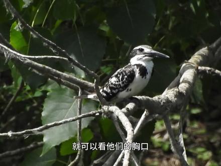 鱼狗?🐟?🐶?🐦!!!! 视频素材跨越2年,鸟类拍摄不易,多多点赞关注捏!
封面的“鱼狗”来自原视频的截取片段,再经过AI风格化和换了个狗脑袋....身体花纹符合原视频并非虚空捏造,应该不至于造成混乱误解(叠甲叠甲叠甲)
🤔鱼狗?🐟?🐶?🐦!!!!🤔鱼狗?🐟?🐶?🐦!!!!🤔鱼狗?🐟?🐶?🐦!!!!🤔鱼狗?🐟?🐶?🐦!!!!🤔鱼狗?🐟?🐶?🐦!!!!🤔鱼狗?🐟?🐶?🐦!!!!🤔鱼狗?🐟?🐶?🐦!!!!🤔鱼狗?🐟?🐶?🐦!!!!🤔鱼狗?🐟?🐶?🐦!!!!🤔鱼狗?🐟?🐶?🐦!!!!🤔鱼狗?🐟?🐶?🐦!!!!🤔鱼狗?🐟?🐶?🐦!!!!🤔鱼狗?🐟?🐶?🐦!!!!🤔鱼狗?🐟?🐶?🐦!!!!🤔鱼狗?🐟?🐶?🐦!!!!🤔鱼狗?🐟?🐶?🐦!!!!🤔鱼狗?🐟?🐶?🐦!!!!🤔鱼狗?🐟?🐶?🐦!!!!🤔鱼狗?🐟?🐶?🐦!!!!🤔鱼狗?🐟?🐶?🐦!!!!🤔鱼狗?🐟?🐶?🐦!!!!🤔鱼狗?🐟?🐶?🐦!!!!🤔鱼狗?🐟?🐶?🐦!!!!🤔鱼狗?🐟?🐶?🐦!!!!🤔鱼狗?🐟?🐶?🐦!!!!🤔鱼狗?🐟?🐶?🐦!!!!🤔鱼狗?🐟?🐶?🐦!!!!🤔鱼狗?🐟?🐶?🐦!!!!🤔鱼狗?🐟?🐶?🐦!!!!🤔鱼狗?🐟?🐶?🐦!!!!🤔鱼狗?🐟?🐶?🐦!!!!🤔鱼狗?🐟?🐶?🐦!!!!🤔鱼狗?🐟?🐶?🐦!!!!🤔鱼狗?🐟?🐶?🐦!!!!🤔鱼狗?🐟?🐶?🐦!!!!🤔鱼狗?🐟?🐶?🐦!!!!🤔鱼狗?🐟?🐶?🐦!!!!🤔鱼狗?🐟?🐶?🐦!!!!🤔鱼狗?🐟?🐶?🐦!!!!🤔鱼狗?🐟?🐶?🐦!!!!🤔鱼狗?🐟?🐶?🐦!!!!🤔鱼狗?🐟?🐶?🐦!!!!🤔鱼狗?🐟?🐶?🐦!!!!🤔鱼狗?🐟?🐶?🐦!!!!🤔鱼狗?🐟?🐶?🐦!!!!🤔鱼狗?🐟?🐶?🐦!!!!🤔鱼狗?🐟?🐶?🐦!!!!🤔鱼狗?🐟?🐶?🐦!!!!
#新知贺岁眼界大开 #知识前沿排队 #科普 #动物 #观鸟