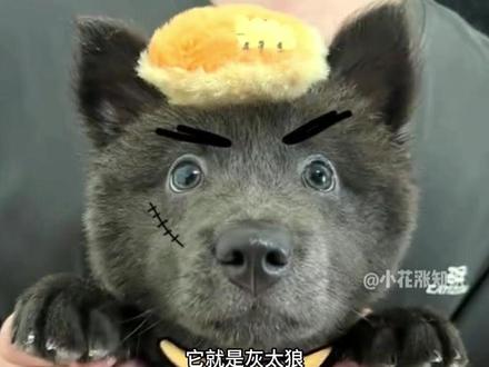 小狗神似灰太狼走红网络#灰太狼 #狗 #搞笑 #热门