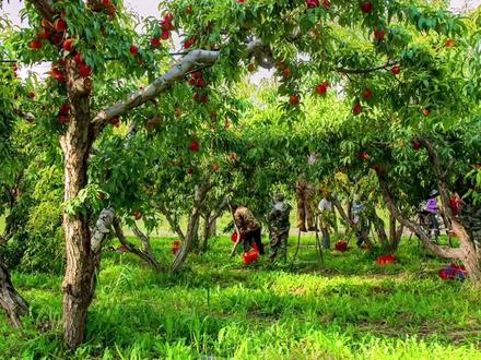 第四师可克达拉市61、62团#特色农业#特色农产品 #塞外江南伊犁#我们新疆是个好地方!