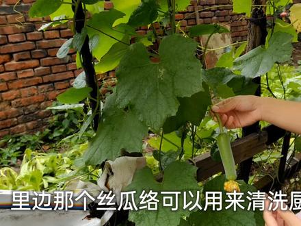农村常见的丝瓜,这些用途厉害了,有急性皮炎不妨了解一下